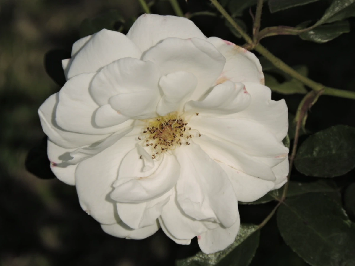 Zakir Hussain Rose Garden